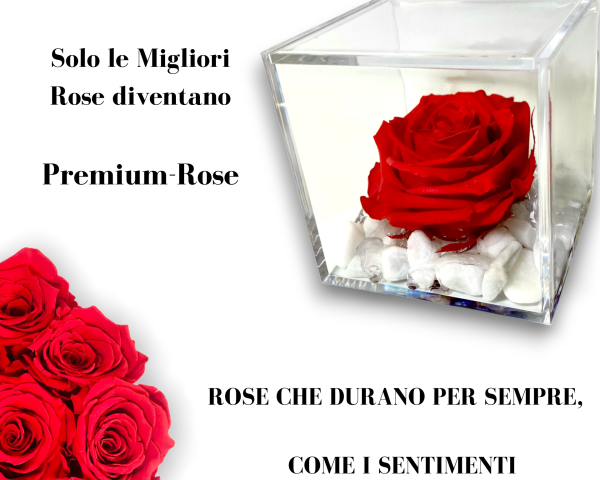Premium-Rose.com (1) Premium-Rose.com (1)