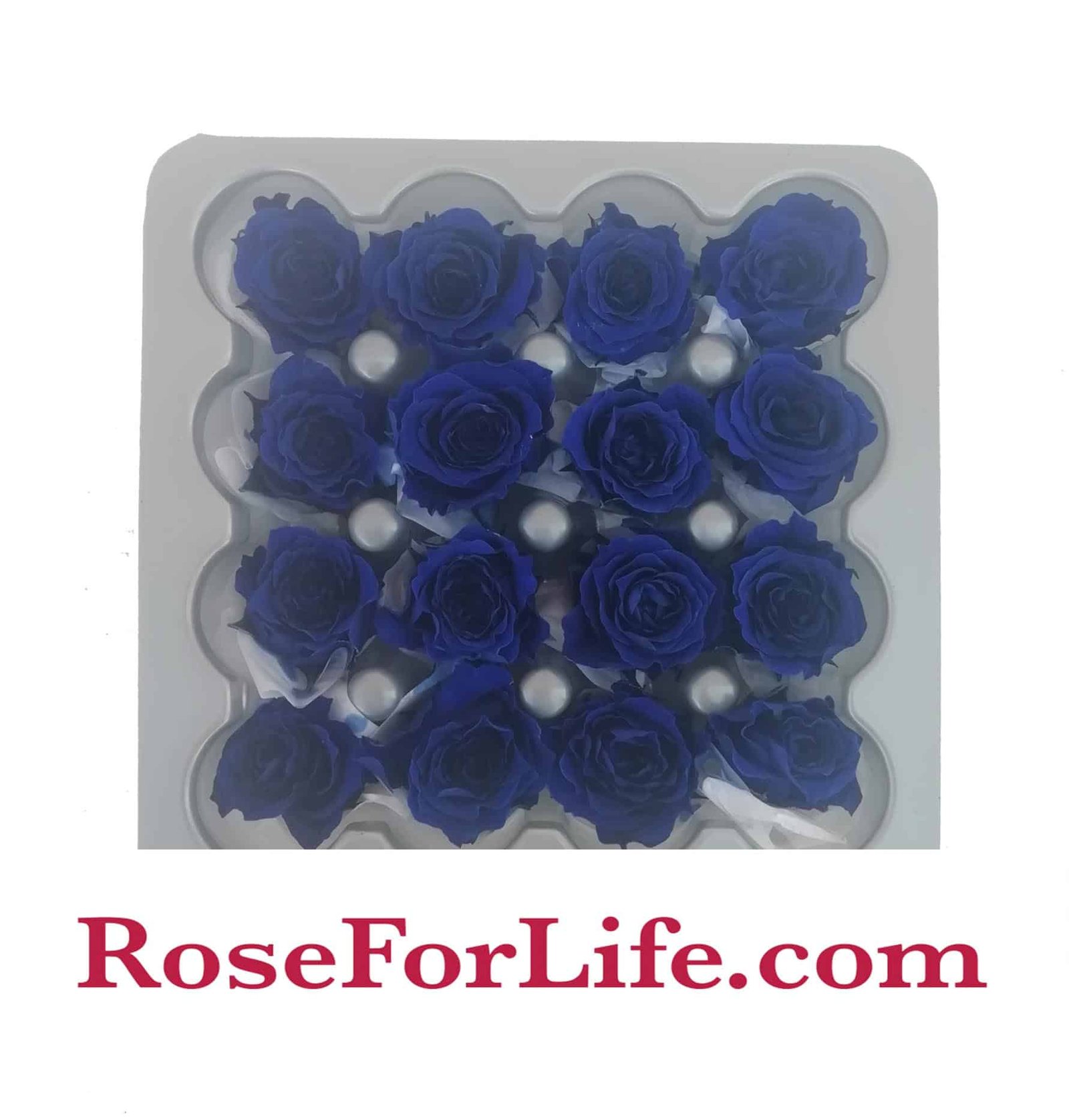 16 Rose Stabilizzate Blu Princess 2,5/3cm Verdissimo